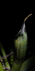 Araneomorphae
