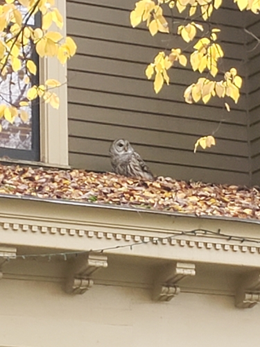 View observation of {o.common_name} on iNaturalist