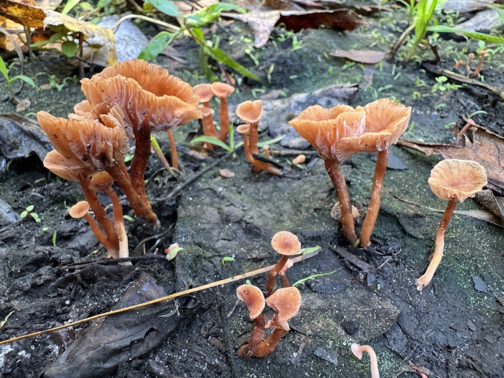 Laccaria laccata · December 2025 · photo: © kguin (iNaturalist, cc-by)