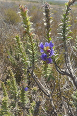 Lobostemon argenteus