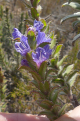 Lobostemon argenteus