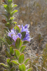 Lobostemon argenteus