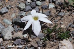 Zephyranthes andina