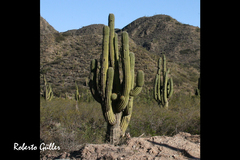 Trichocereus terscheckii