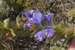 Lobostemon argenteus