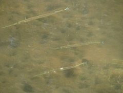 Platybelone argalus