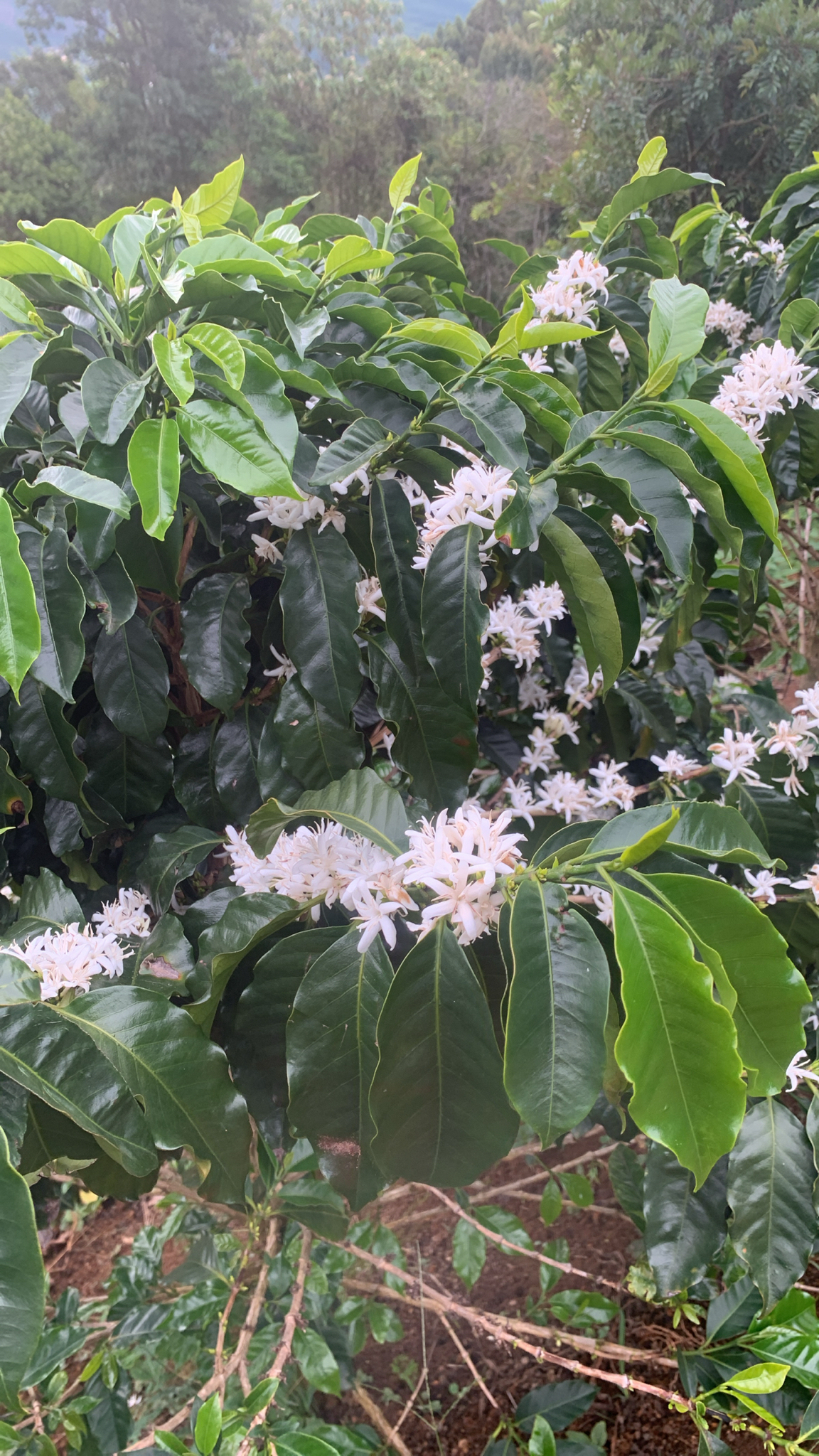 Coffea arabica