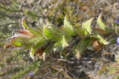 Lobostemon argenteus