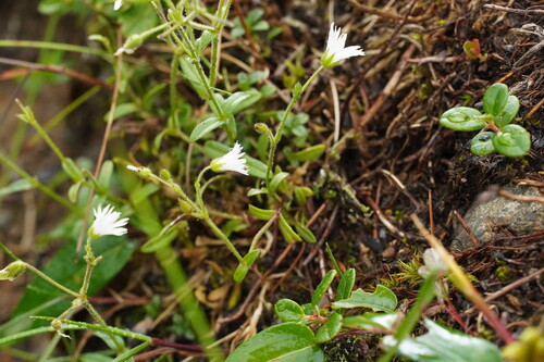 Cerastium schizopetalum iNat (2)