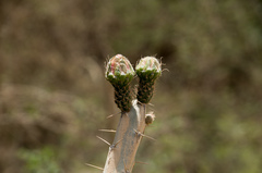 Corryocactus pulquinensis