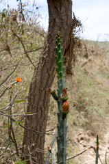 Corryocactus pulquinensis