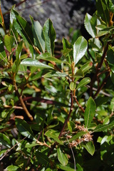 Salix foetida