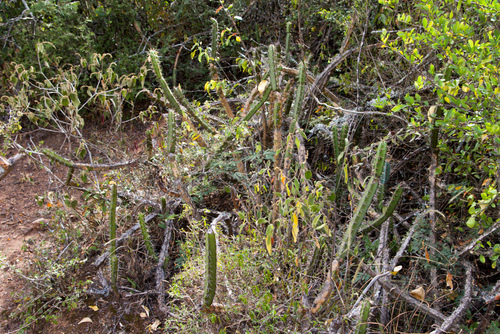 Corryocactus pulquinensis