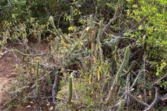 Corryocactus pulquinensis