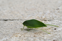Ruidocollaris truncatolobata