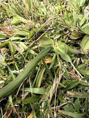 Jaeger's Ground Snake