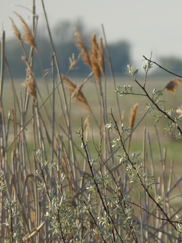 common reed
