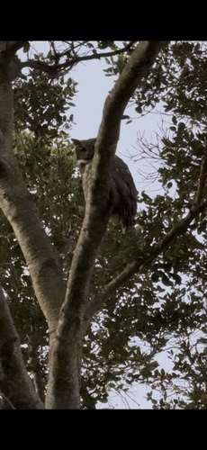 View observation of {o.common_name} on iNaturalist