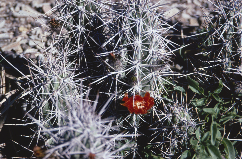 Corryocactus tarijensis