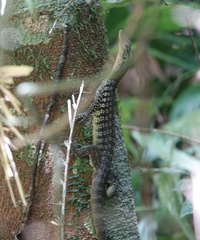 Varanus scalaris