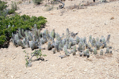 Corryocactus tarijensis