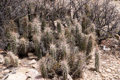 Corryocactus tarijensis