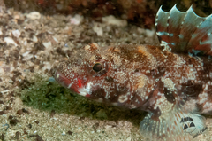 Gobius cruentatus