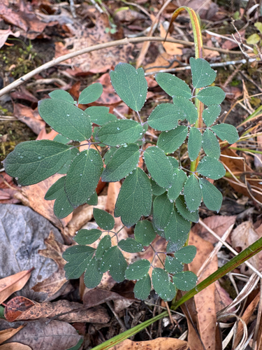 Waxy Meadow-rue (Thalictrum revolutum)