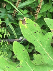 Omophoita octoguttata