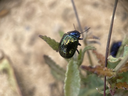 Chrysolina bicolor