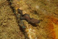 Black Brotula photo 2