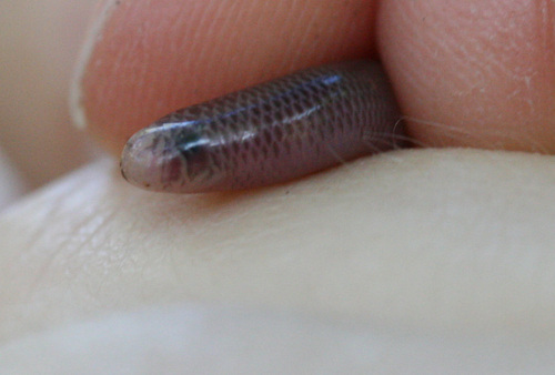 Blackish Blind Snake sighting