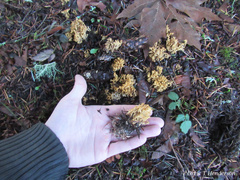 Phaeoclavulina curta