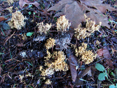 Phaeoclavulina curta