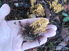 Phaeoclavulina curta