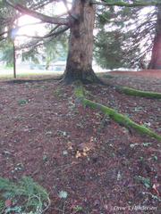 Phaeoclavulina curta