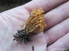 Phaeoclavulina curta