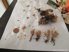 Phaeoclavulina curta