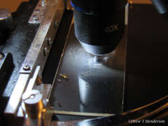 Phaeoclavulina curta