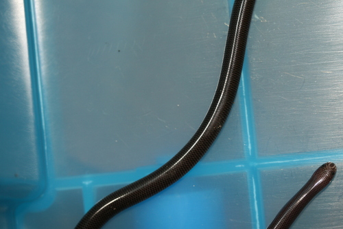 Blackish Blind Snake sighting