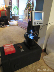 Phaeoclavulina curta