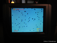 Phaeoclavulina curta