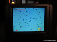 Phaeoclavulina curta