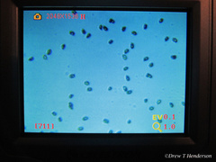 Phaeoclavulina curta