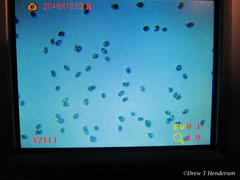 Phaeoclavulina curta