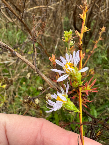 Kentucky aster (Symphyotrichum kentuckiense)