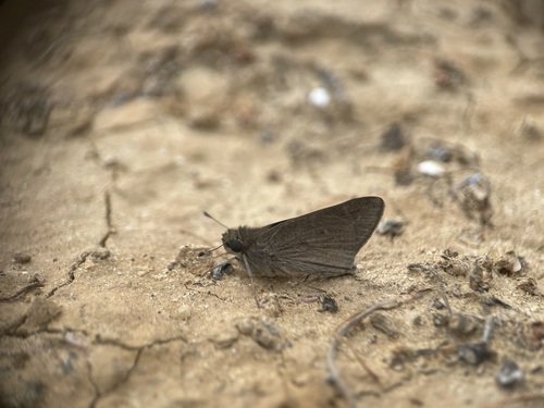 Pygmy Skipper