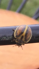 Epilachna clandestina