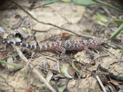 Mediterranean House Gecko