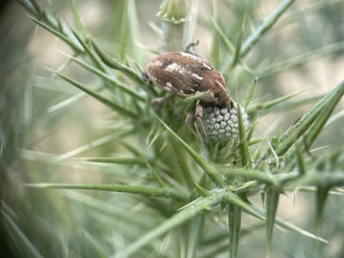 Globe Thistle Capitulum Weevil